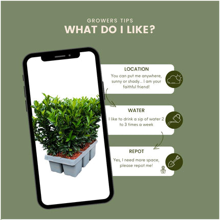 24 x Euonymus 'Green Spire' - 24 x Ø 7 cm - ↨ 15 cm - Buxusvervanger