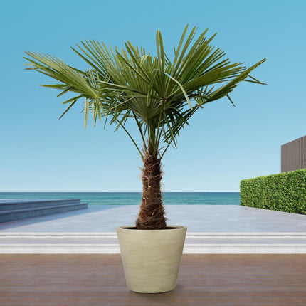 Trachycarpus - 235cm- Ø45 - Winterharde palmboom