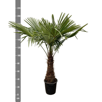 Trachycarpus - 235cm- Ø45 - Winterharde palmboom