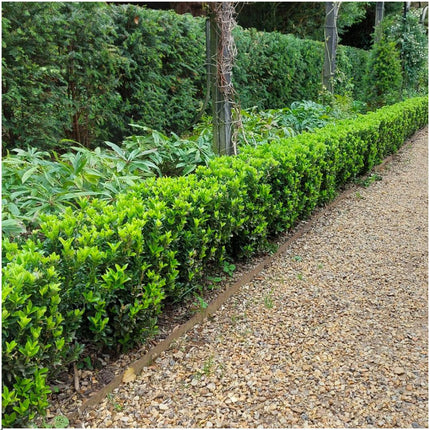 24 x Euonymus 'Green Spire' - 24 x Ø 7 cm - ↨ 15 cm - Buxusvervanger