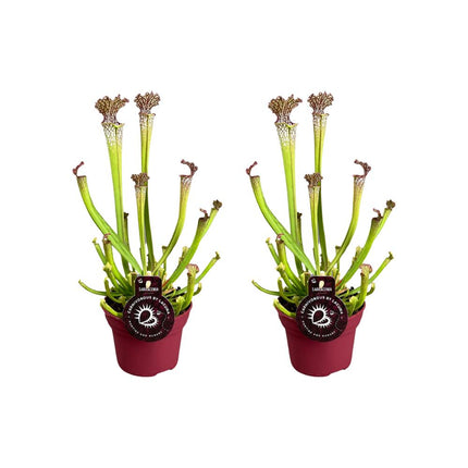 Sarracenia Farnhamii - 2 stuks - Ø12cm - ↕40cm - Vleesetende planten