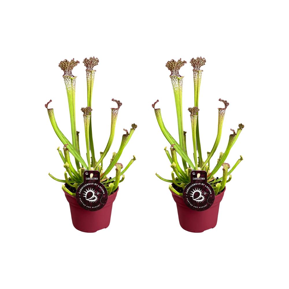 Sarracenia Farnhamii - 2 stuks - Ø12cm - ↕40cm - Vleesetende planten