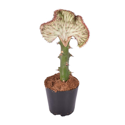 Euphorbia lactea Cristata rood - 30 cm - ø10,5 cm