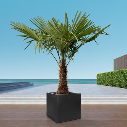 Trachycarpus - 235cm- Ø45 - Winterharde palmboom