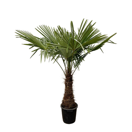 Trachycarpus - 235cm- Ø45 - Winterharde palmboom