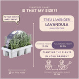 set Lavendel angustifolia - 48 x Ø7 cm - ↕15 cm