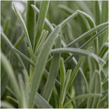 set Lavendel angustifolia - 48 x Ø7 cm - ↕15 cm