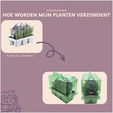 2 x 6 pack Lavendel angustifolia - 6 x Ø7 cm - ↕15 cm