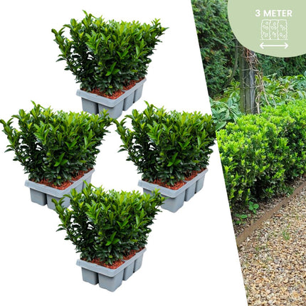 24 x Euonymus 'Green Spire' - 24 x Ø 7 cm - ↨ 15 cm - Buxusvervanger