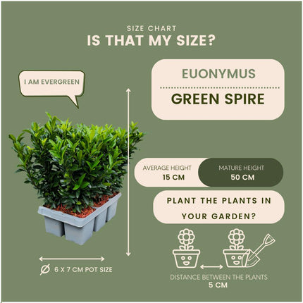 24 x Euonymus 'Green Spire' - 24 x Ø 7 cm - ↨ 15 cm - Buxusvervanger