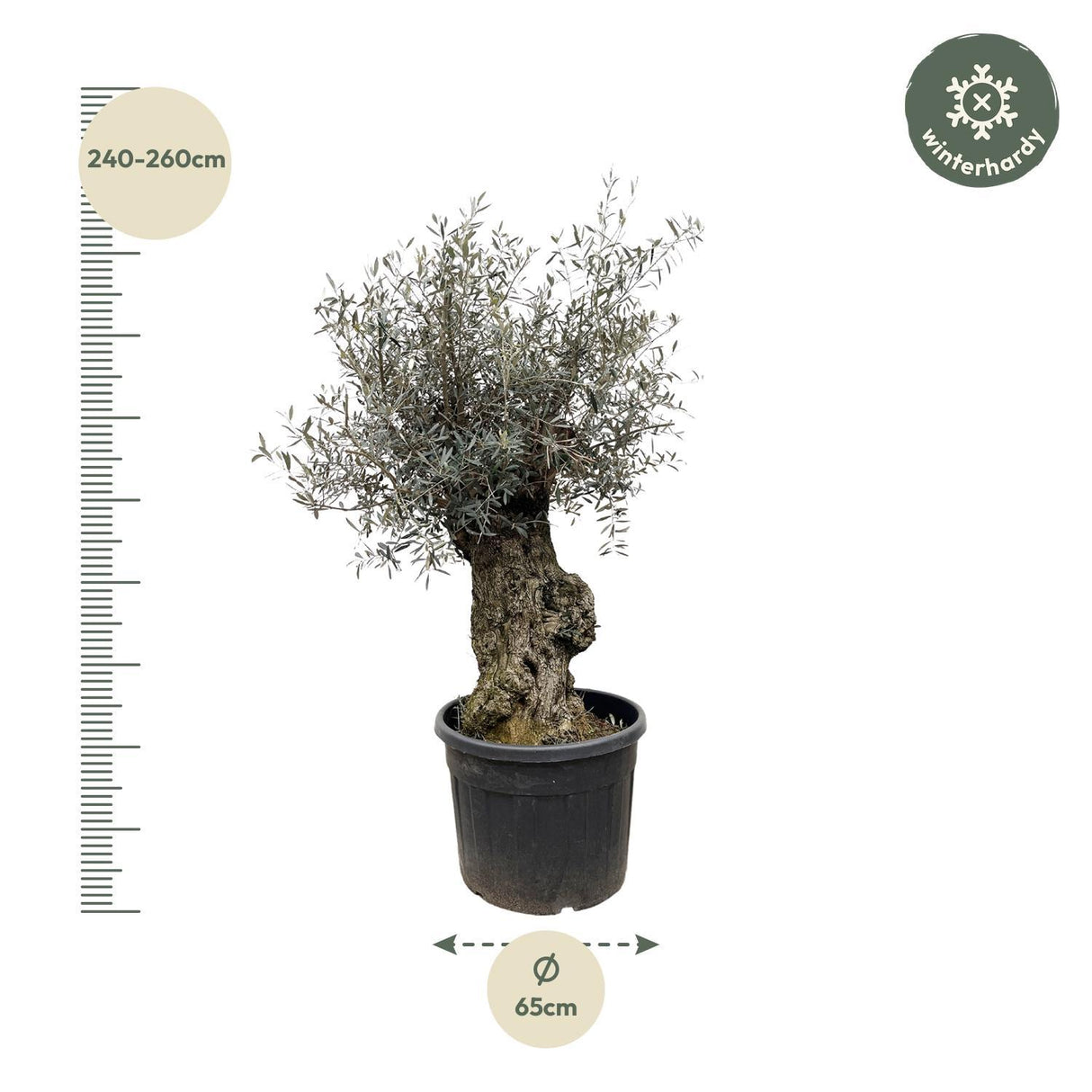 Olea Europaea Bonsai - 250cm- Ø65
