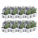 set Lavendel angustifolia - 48 x Ø7 cm - ↕15 cm