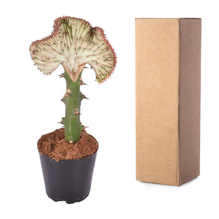 Euphorbia lactea Cristata rood - 30 cm - ø10,5 cm
