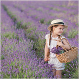 2 x 6 pack Lavendel angustifolia - 6 x Ø7 cm - ↕15 cm