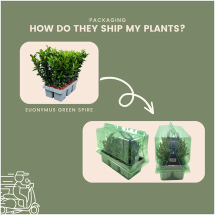 12 Euonymus 'Green Spire' - 12 x Ø 7 cm - ↨ 15 cm - Japanse Kardinaalsmuts