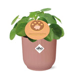 Pilea Peperomioides 12cm in ELHO Vibes Fold 14cm roze - Pannekoekplant- Kamerplant