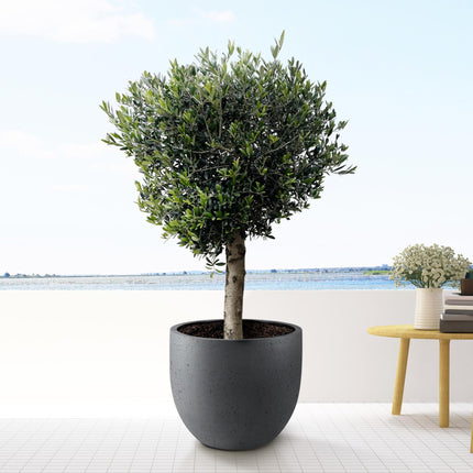 Olea Europaea Lorc - 180cm- Ø50 - Olijfboom