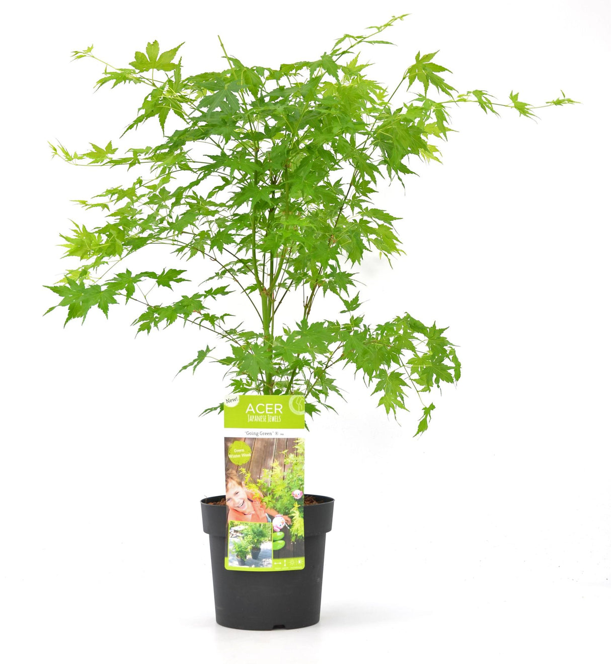 Acer palm. 'Going Green'® - ↨40cm - Ø19cm - Tuinplant
