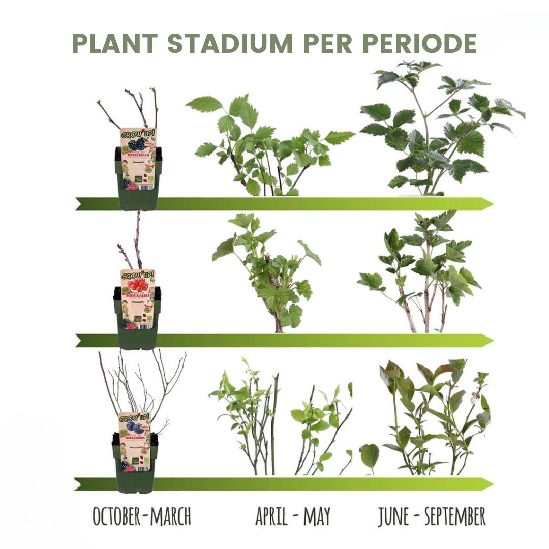 "Vruchtenparadijs" BIO Fruitplanten mix set van 4 verschillende soorten - Fruitstruik