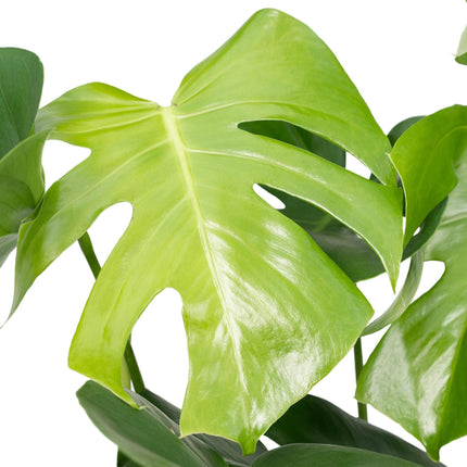 Monstera Deliciosa - Gatenplant - 65cm - Ø21 - Kamerplant