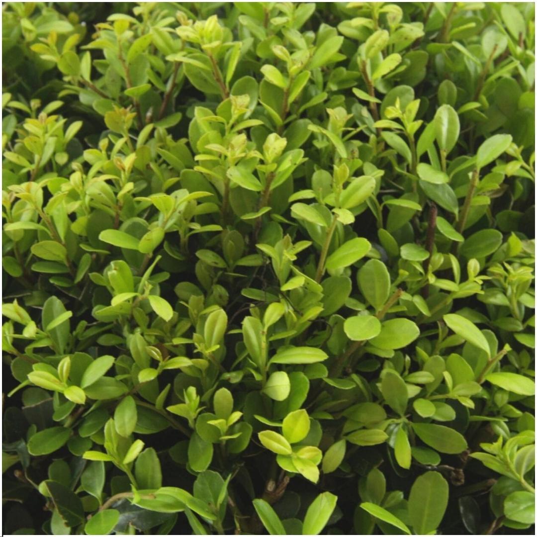24x Ilex crenata 'Jenny' - 24 x Ø7 cm - ↕15 cm - 4 x 6 pack - Buxus