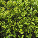 24x Ilex crenata 'Jenny' - 24 x Ø7 cm - ↕15 cm - 4 x 6 pack - Buxus