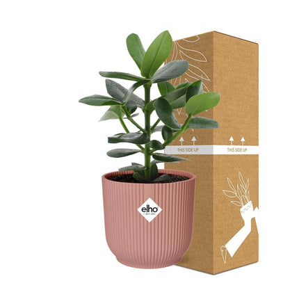 Clusia Princess in ELHO Vibes Fold 14cm roze - Kamerplant
