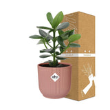 Clusia Princess in ELHO Vibes Fold 14cm roze - Kamerplant