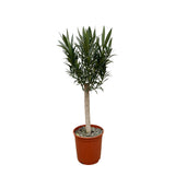 Nerium Oleander op stam met witte bloem - 110cm - Ø30 - Olijfboom