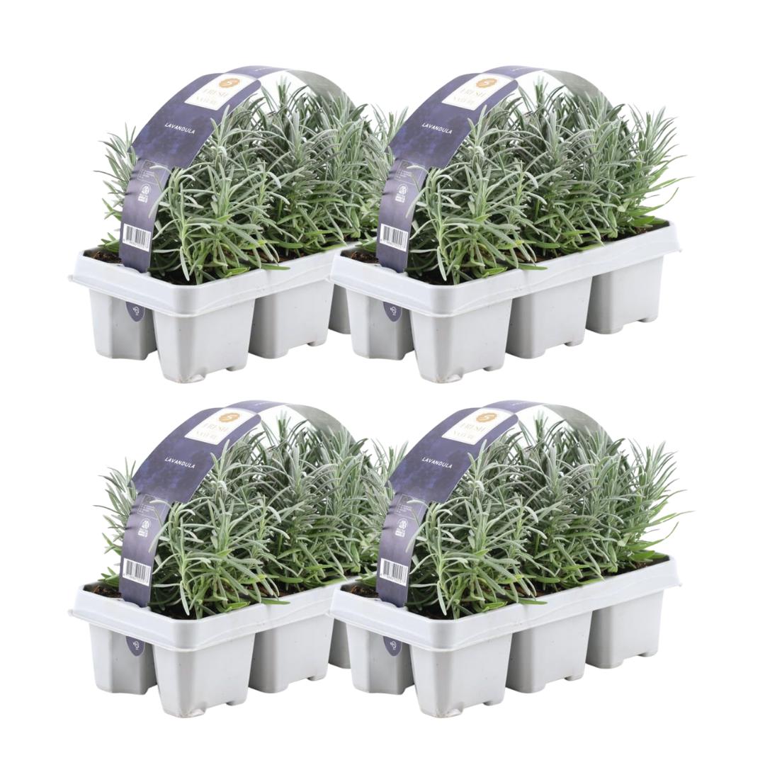 Set Lavendel Angustifolia - 24 x Ø7 cm - ↕15 cm