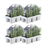Set Lavendel Angustifolia - 24 x Ø7 cm - ↕15 cm