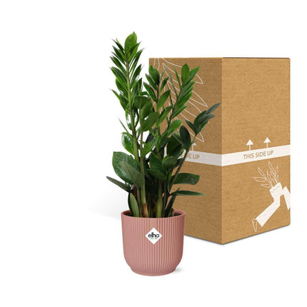 Zamioculcas – Hoogte 45-50 in ELHO Vibes Fold 14cm roze - Kamerplant