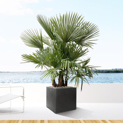 Trachycarpus multi stam - 200cm- Ø45 - Palm