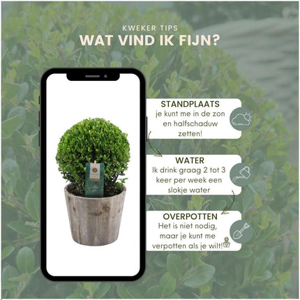 2x Ilex crenata 'Jenny' bol in houten pot | set van 2 stuks | 20 cm Ø diameter