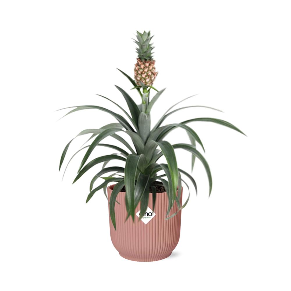 Ananas Mi Amigo in ELHO Vibes Fold 14cm roze - Kamerplant