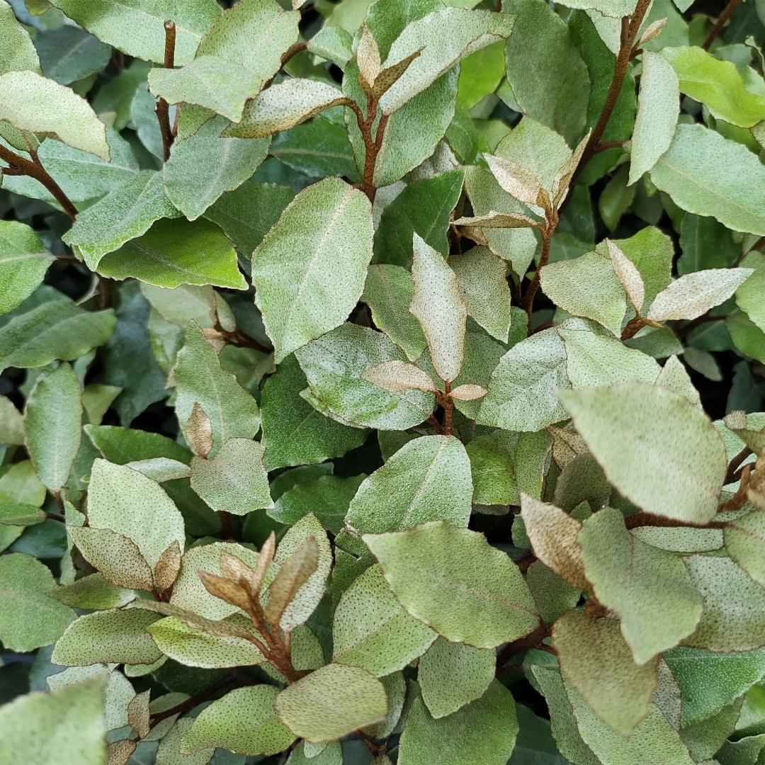 25 grote Olijfwilg planten voor 10 strekkende meter haag | ↨ 100-125 cm in 12 liter pot