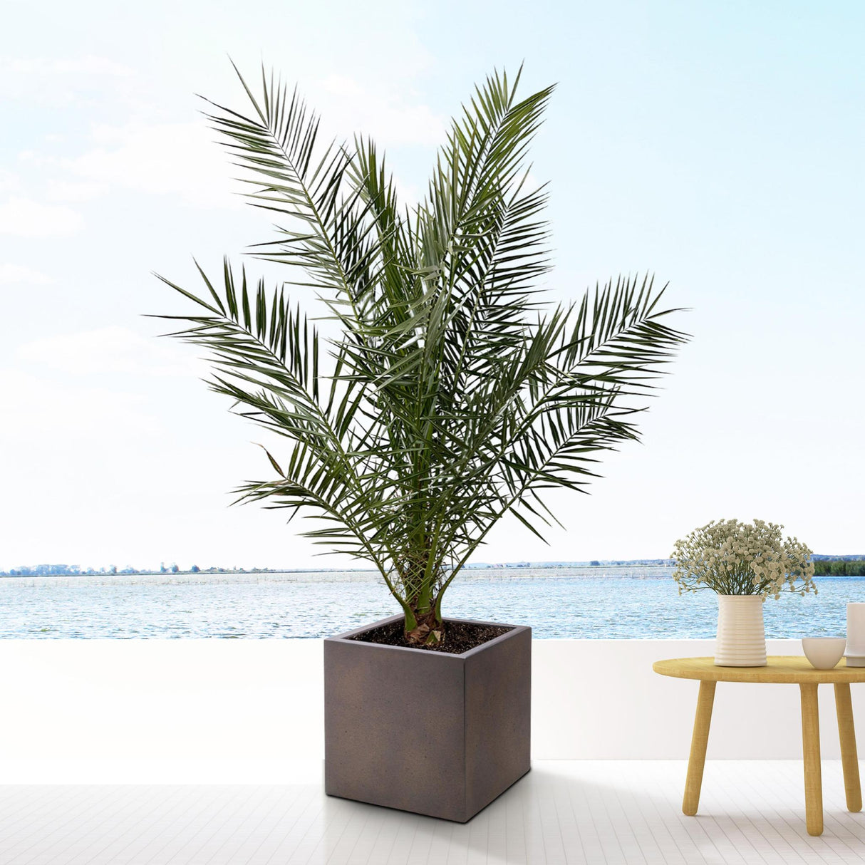 Phoenix Canariensis - 180cm- Ø25 - Palm