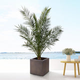 Phoenix Canariensis - 180cm- Ø25 - Palm