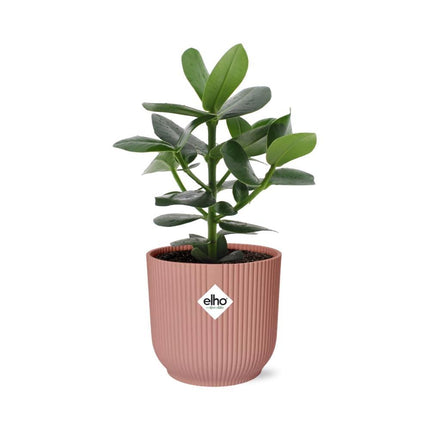 Clusia Princess in ELHO Vibes Fold 14cm roze - Kamerplant