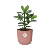 Clusia Princess in ELHO Vibes Fold 14cm roze - Kamerplant