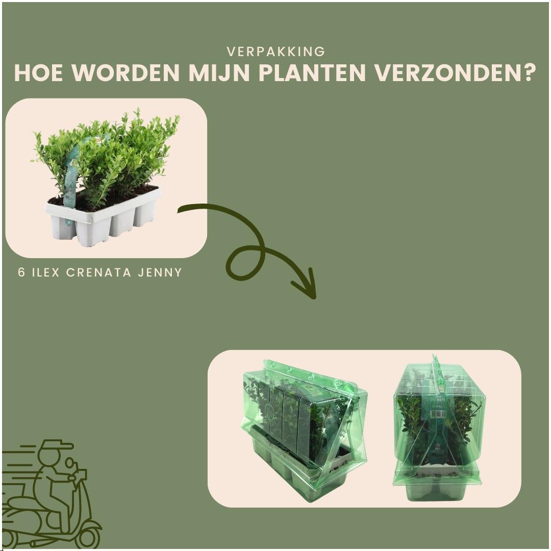 24x Ilex crenata 'Jenny' - 24 x Ø7 cm - ↕15 cm - 4 x 6 pack - Buxus