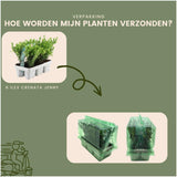24x Ilex crenata 'Jenny' - 24 x Ø7 cm - ↕15 cm - 4 x 6 pack - Buxus