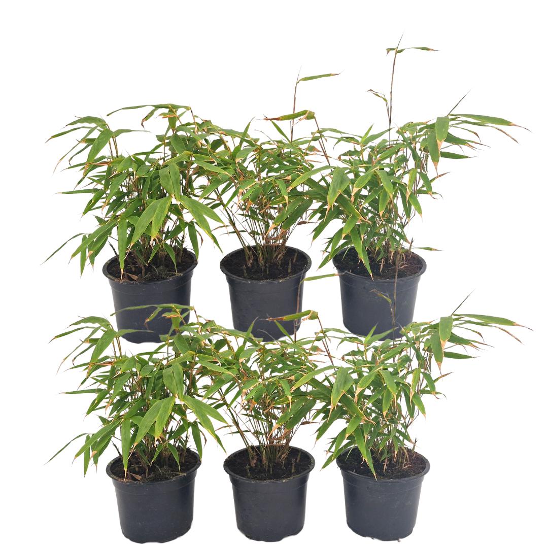 6 x Fargesia Rufa Ø12 cm - ↕25 cm