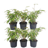 6 x Fargesia Rufa Ø12 cm - ↕25 cm