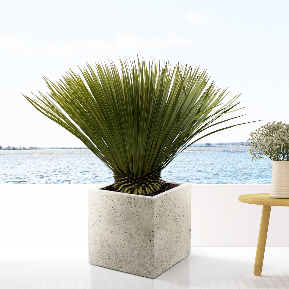 Yucca Rostrata - 90cm- Ø30 - Palm