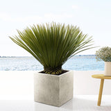 Yucca Rostrata - 90cm- Ø30 - Palm