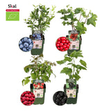 "Vruchtenparadijs" BIO Fruitplanten mix set van 4 verschillende soorten - Fruitstruik