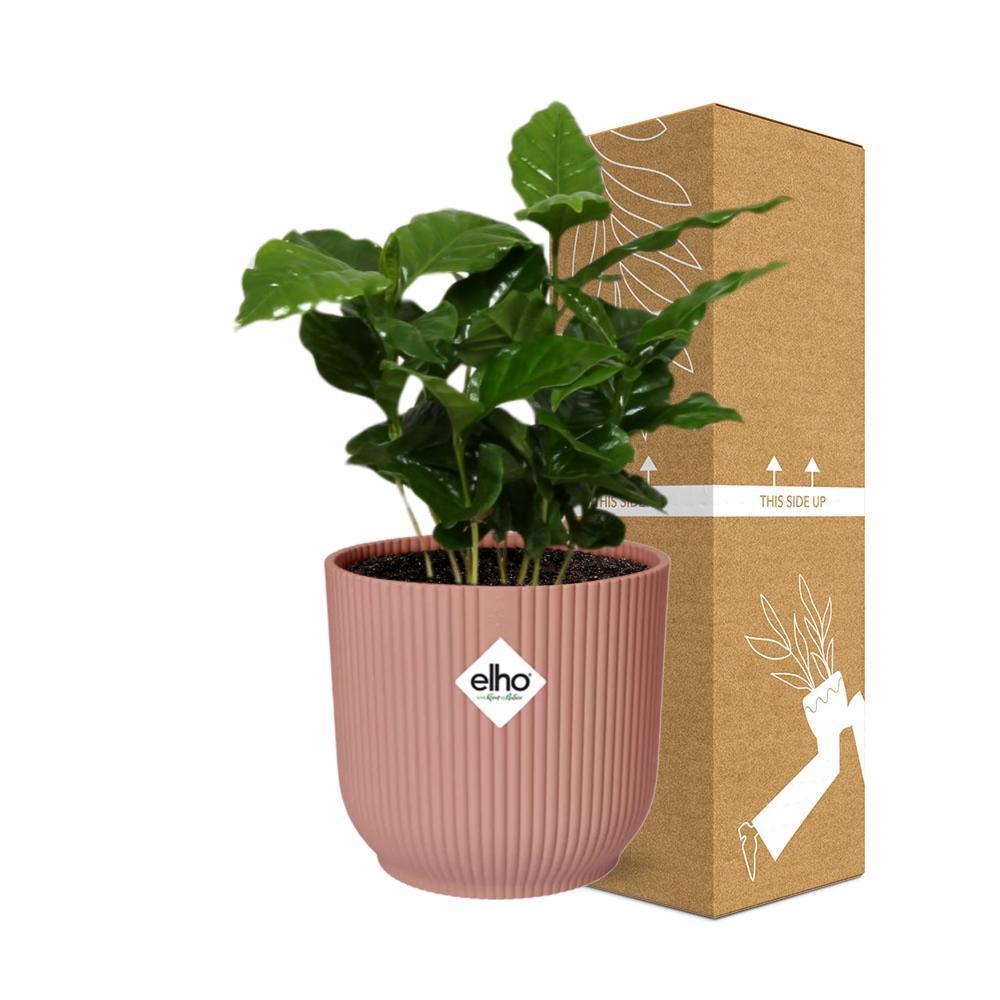 Coffea Arabica in ELHO Vibes Fold 14cm roze - Kamerplant