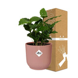 Coffea Arabica in ELHO Vibes Fold 14cm roze - Kamerplant