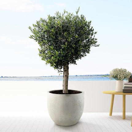 Olea Europaea Lorc - 180cm- Ø50 - Olijfboom